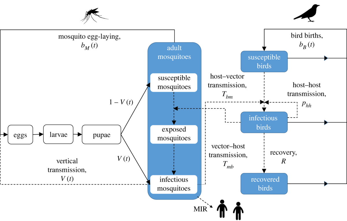 Disease transmission processes