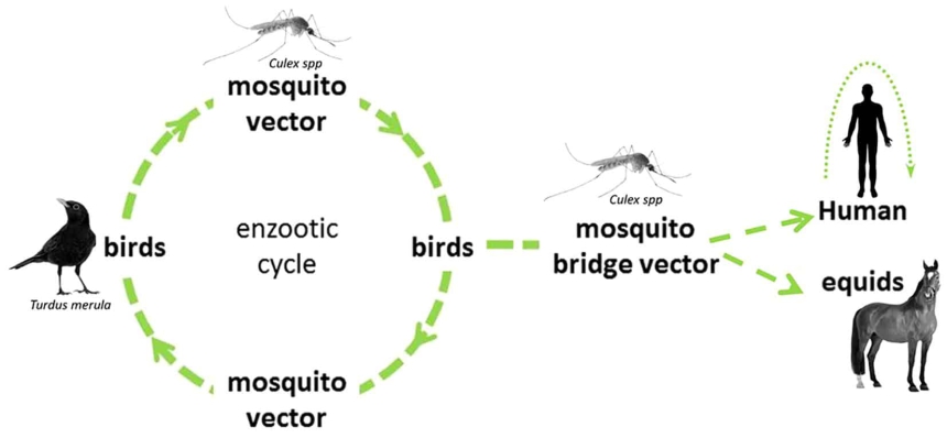 Zoonotic disease transmission cycle example considering West Nile virus