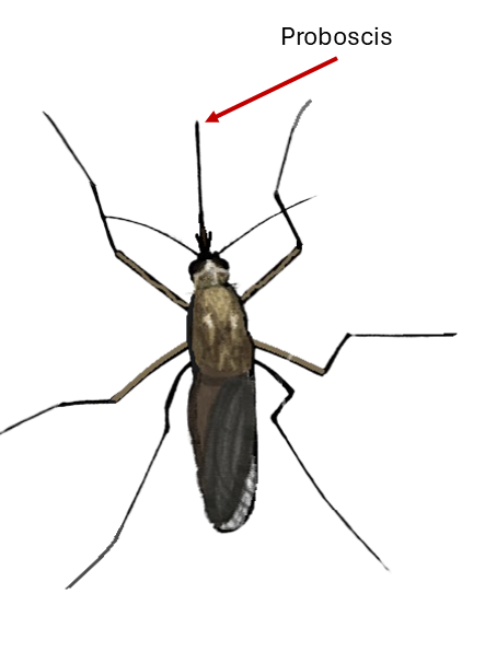 Mosquito Proboscis