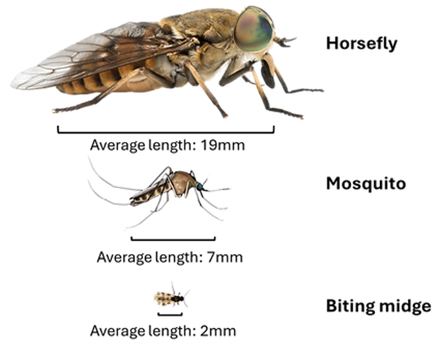 Sizes comparision of mosquitoes