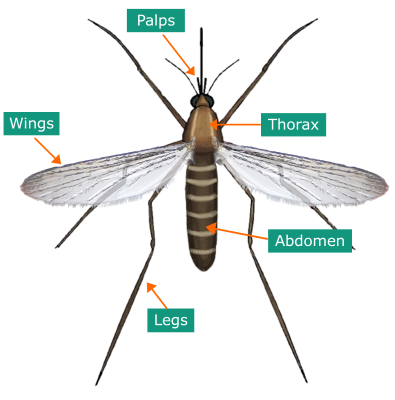 Mosquito Diagram Labelled