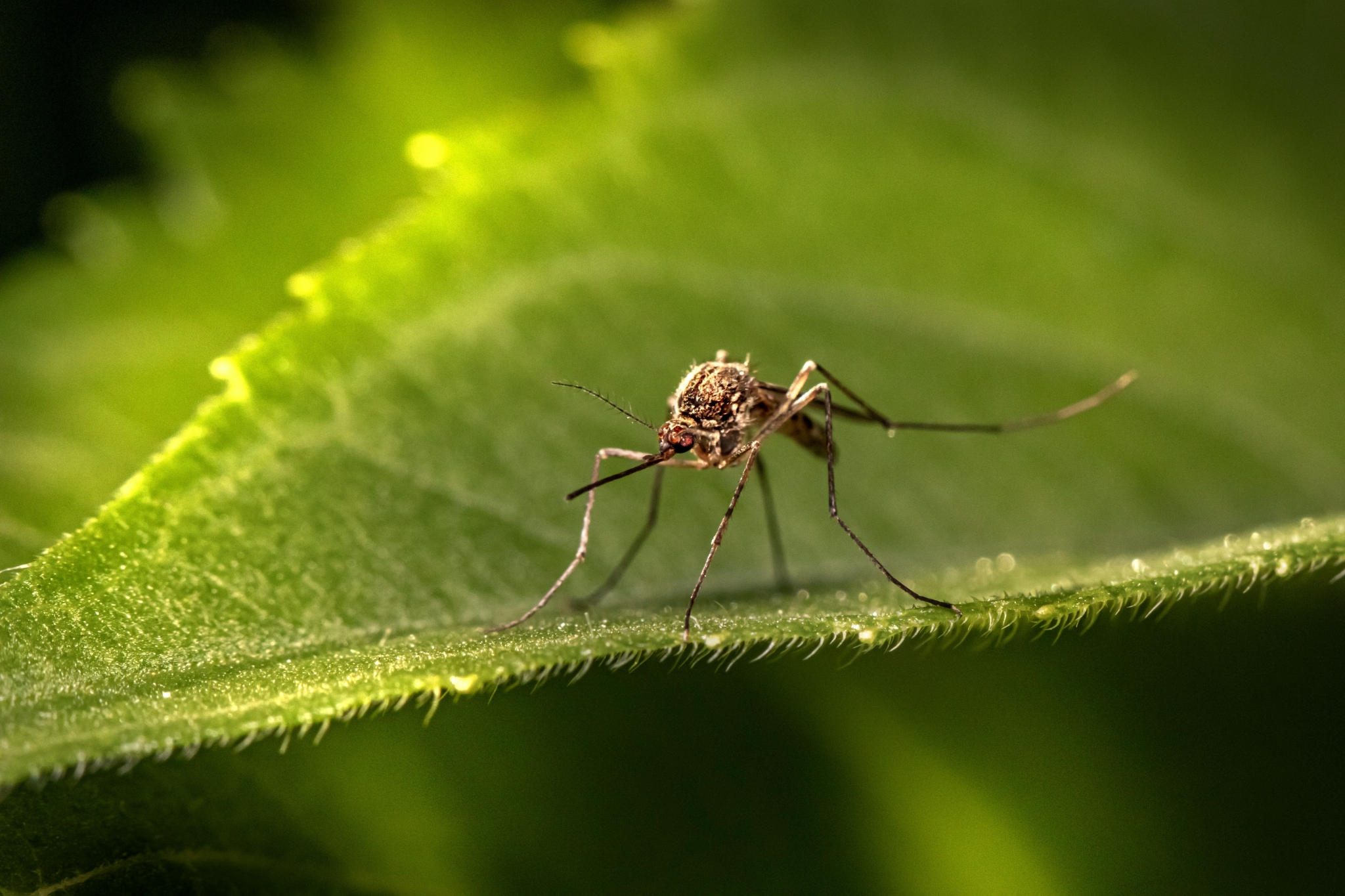Mosquito On Leaf