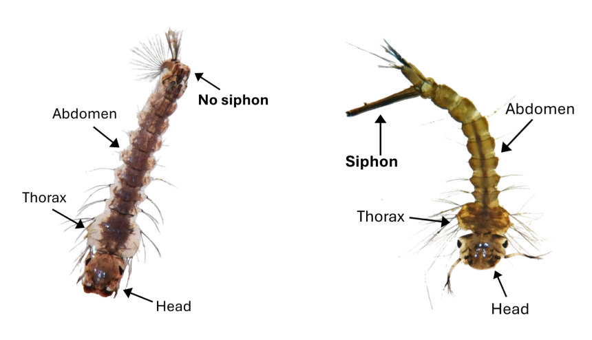 Larval mosquito