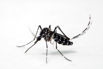 Tiger Mosquito
