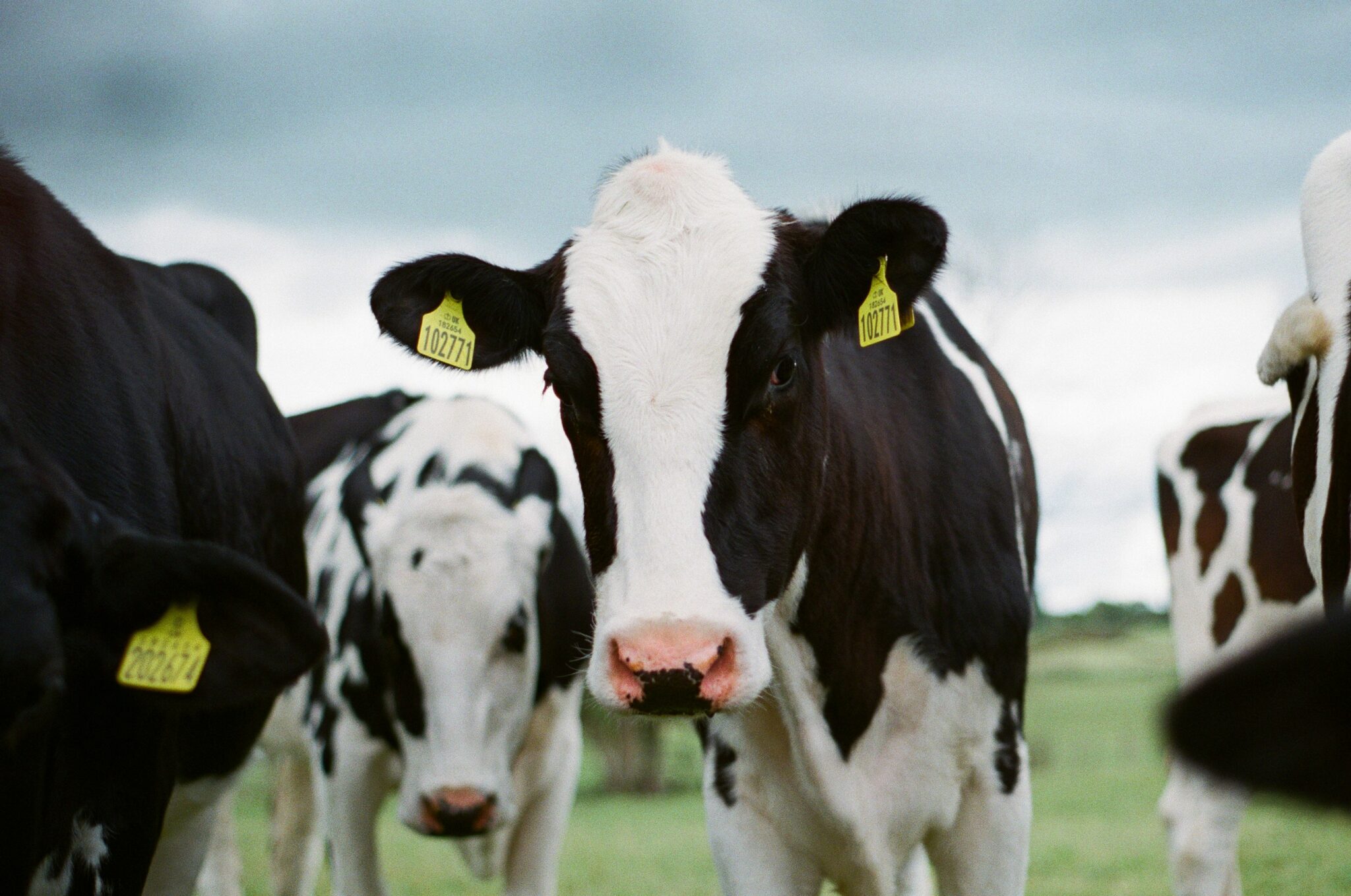 Cow herd